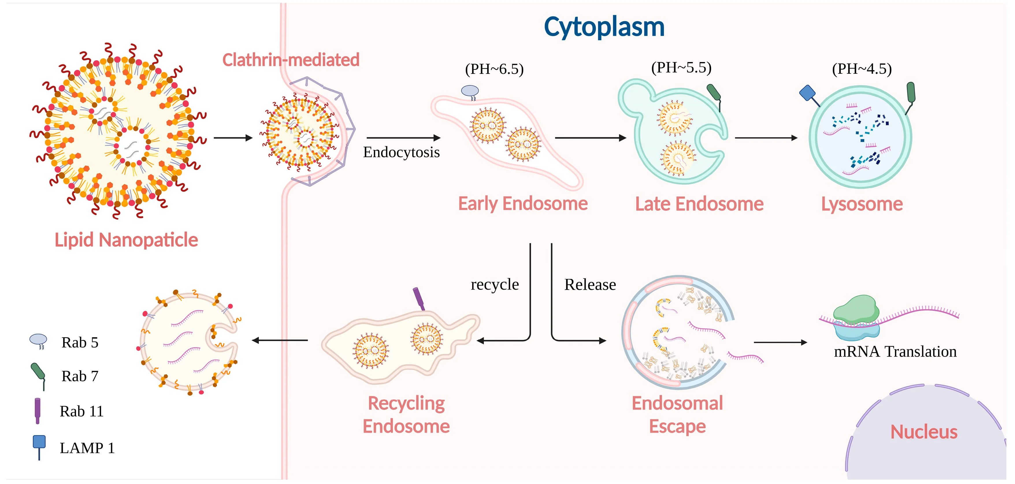 A typical intracellular journey of LNP-encapsulated mRNA. (Creative Biolabs Authorized)
