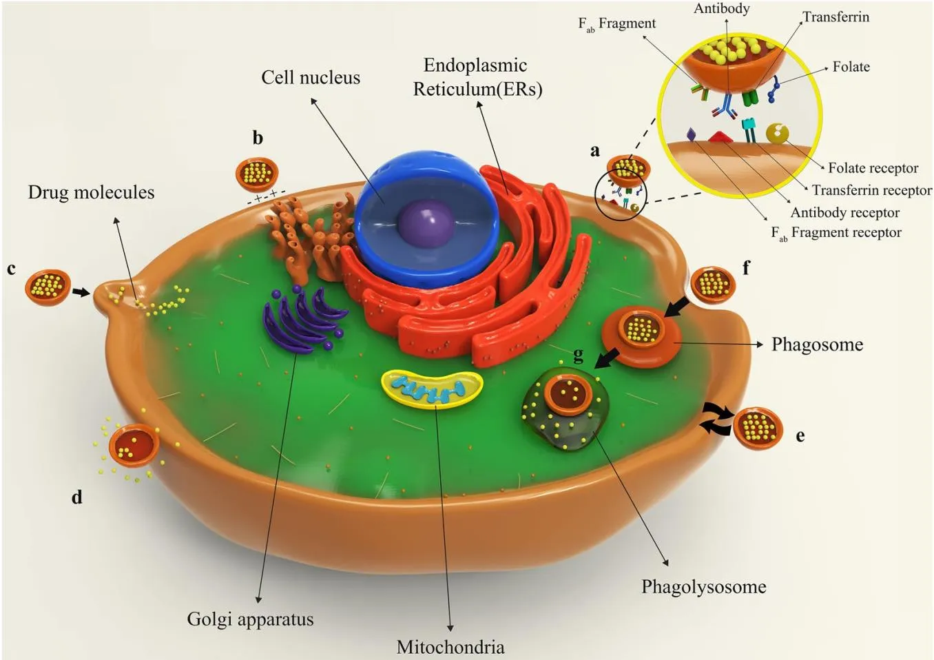 Binding of liposomes to the target cell