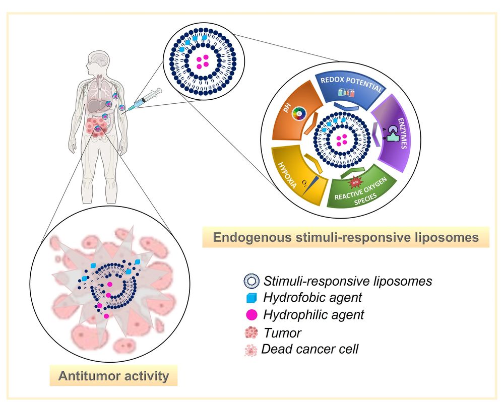 Schematic illustration of endogenous stimuli-responsive liposomes. (Creative Biolabs Authorized)