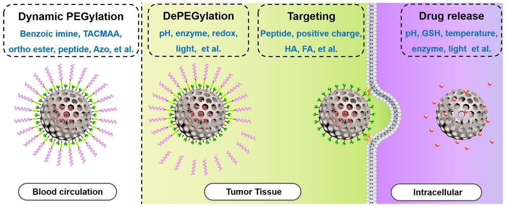DePEGylation for “tumor-triggered” targeting or intracellular drug release. (Creative Biolabs Authorized)