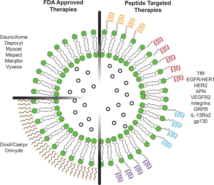 Image of liposome-encapsulated therapies. (Creative Biolabs Authorized)