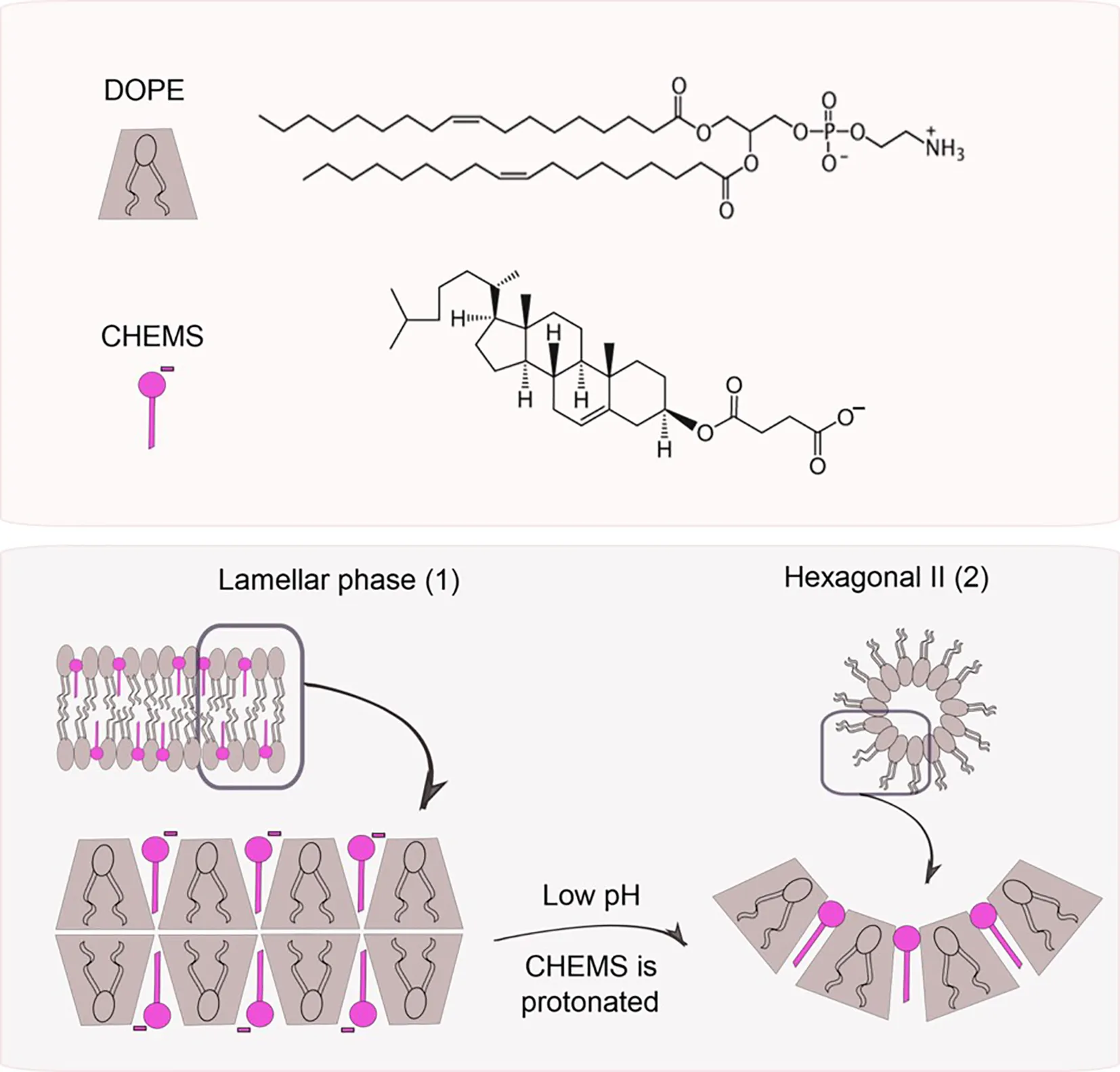 pH triggers phase changes in liposomes composed of DOPE and CHEMS. (Creative Biolabs Authorized)