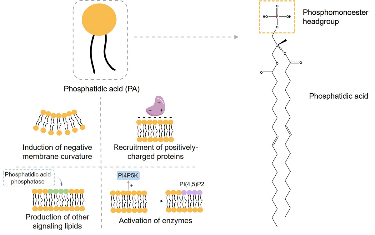 Fig.1 Structure and different models for signaling activity of PA. (Creative Biolabs Original)