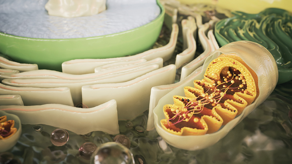 Fig.1 Phosphatidylglycerol (PG). (Creative Biolabs Authorized)