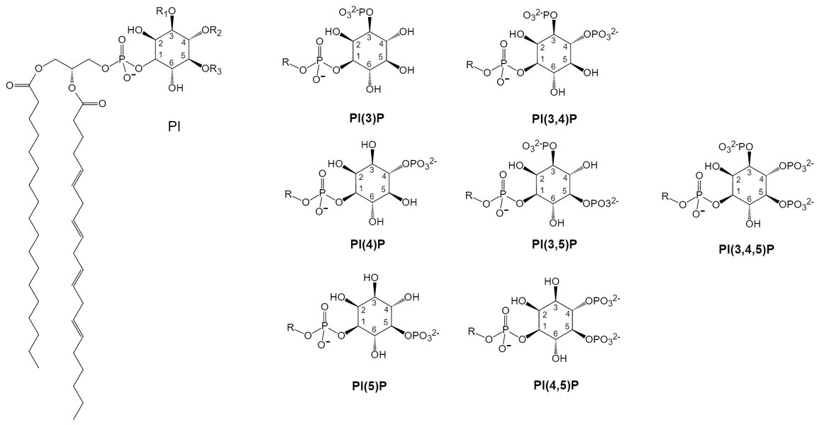 Fig.1 Structures of different phosphatidylinositol polyphosphates. (Creative Biolabs Original)