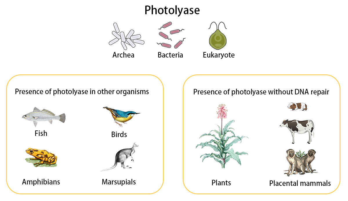 Fig.1 Presence of photolyase in different organisms. Due to evolution, some species lost the ability to repair DNA. (Ramírez-Gamboa, Diana, et al, 2022)