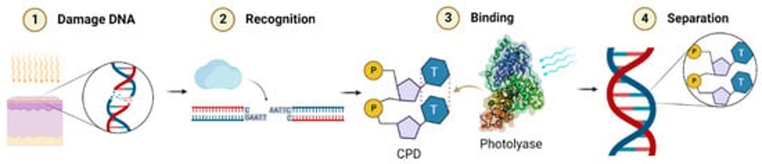 Fig.2 DNA repair by photolyase. (Ramírez-Gamboa, Diana, et al, 2022)