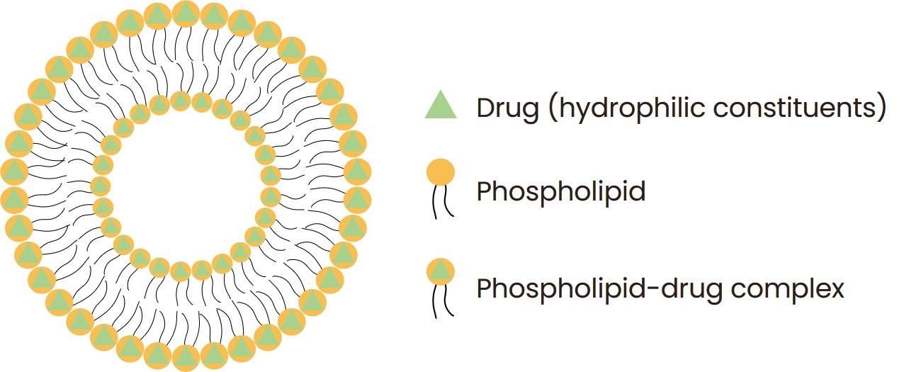 Fig.1 Structure of phytosomes. (Creative Biolabs Original)