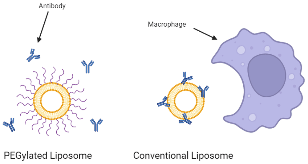 PEGylating a liposome helps prevent antibody opsonization.