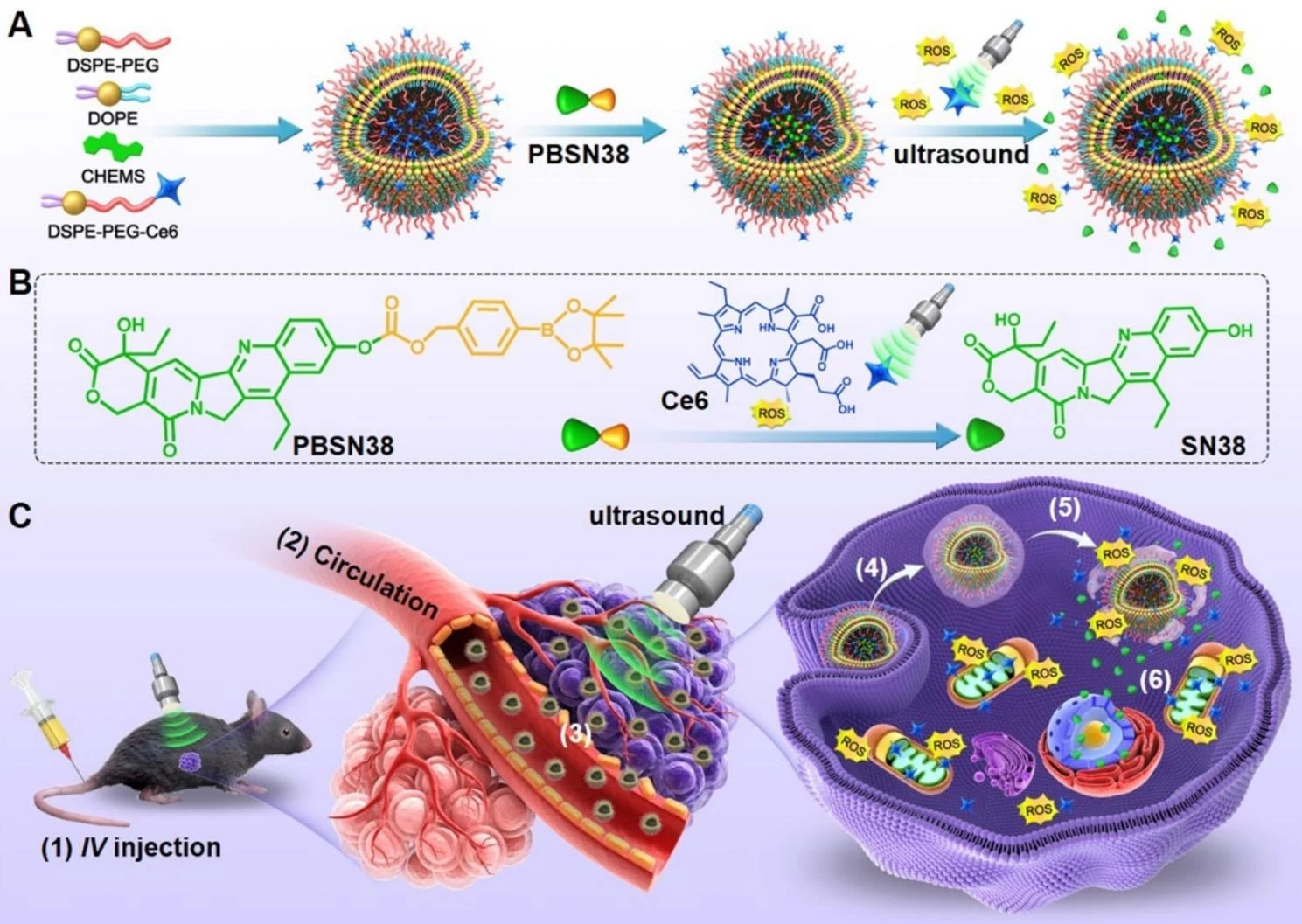 The US-activated prodrug-loaded liposome and its delivery process for cancer-targeting therapy. (Creative Biolabs Authorized)