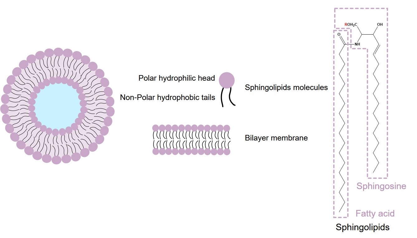 Fig.1 Structure of sphingolipid-liposome. (Creative Biolabs Original)