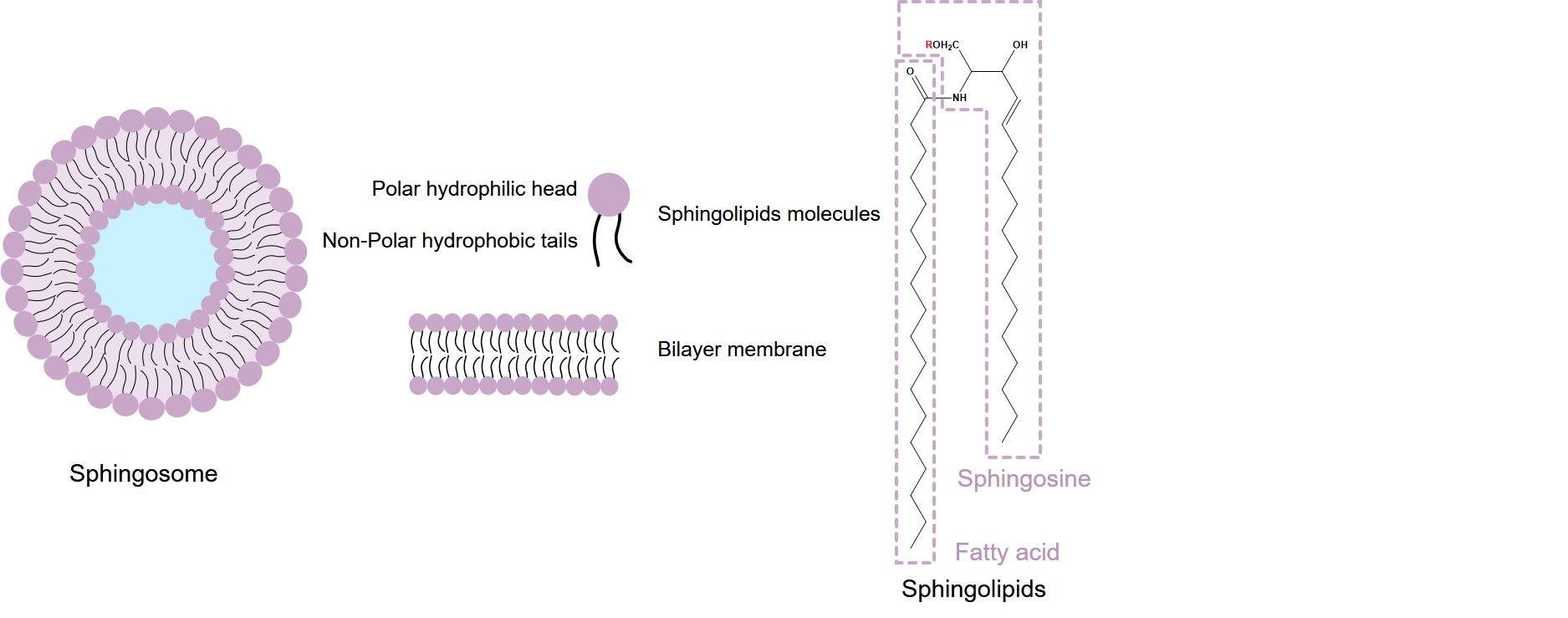 Fig.1 Structure of sphingosome. (Creative Biolabs Original)