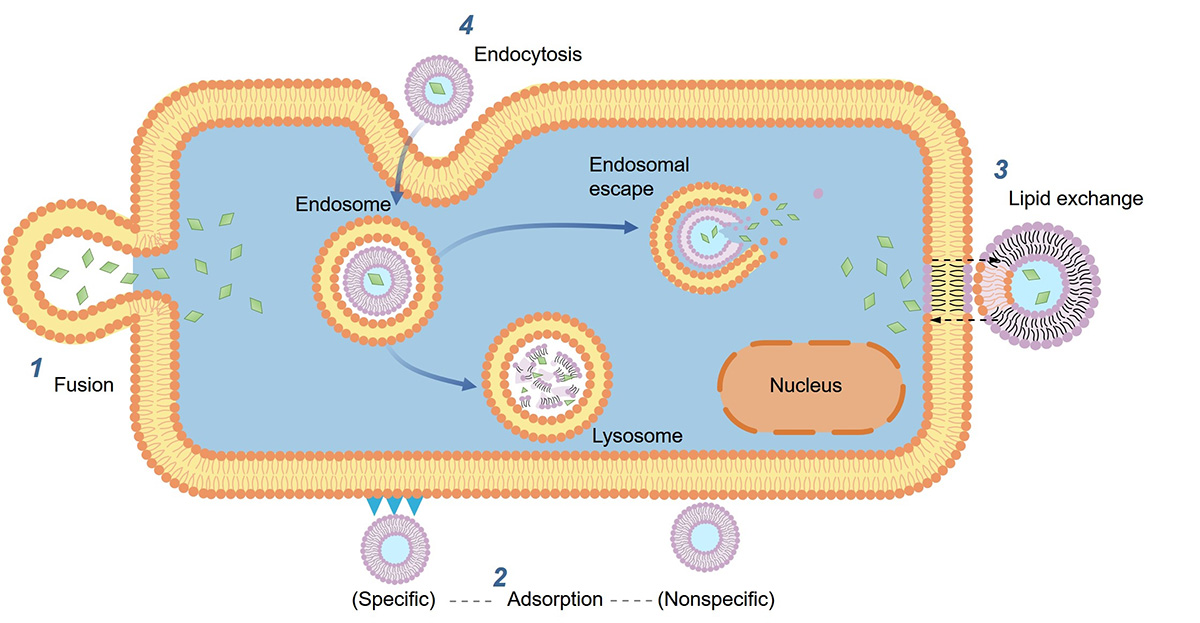 Fig.1 Transport mechanism of sphingosomes at cellular level. (Creative Biolabs Original)