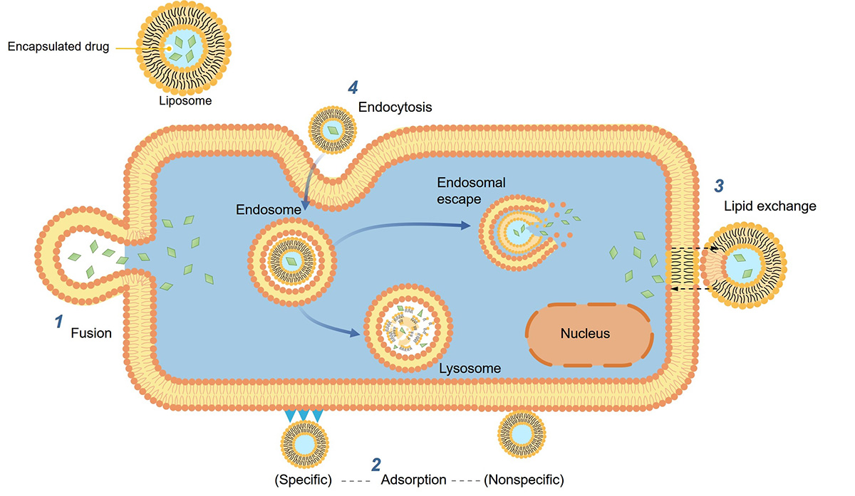 Fig.1 The possible mechanisms of liposome-cell interaction. (Creative Biolabs Original)