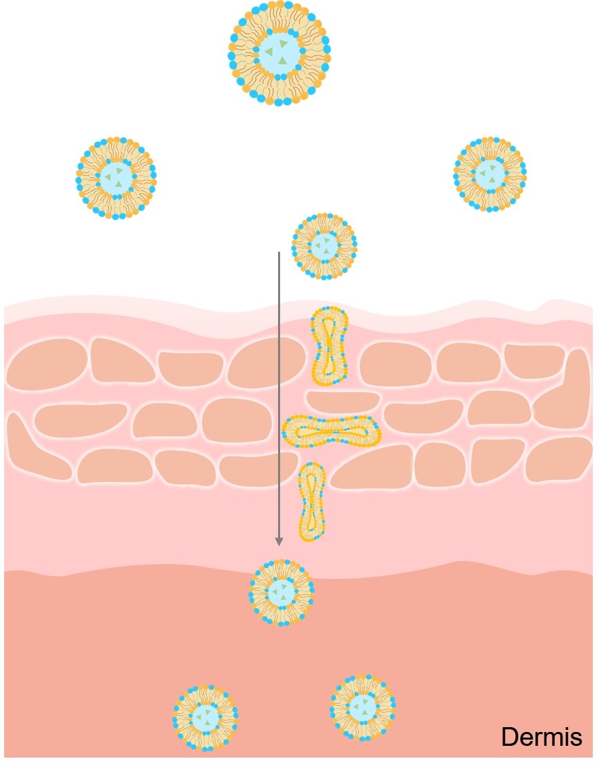 Fig.2 Schematic presentation of mechanism of action of transfersome in transdermal delivery. (Creative Biolabs Original)