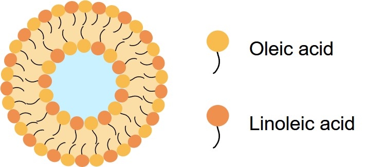 Fig.1 Structure of ufasomes made of unsaturated fatty acids. (Creative Biolabs Original)