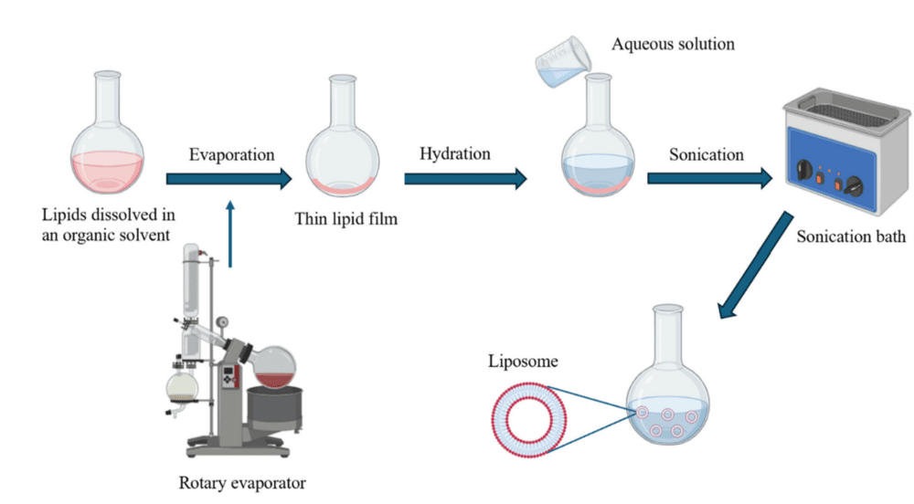 Thin-film hydration–based liposome preparation. (Creative Biolabs Authorized)