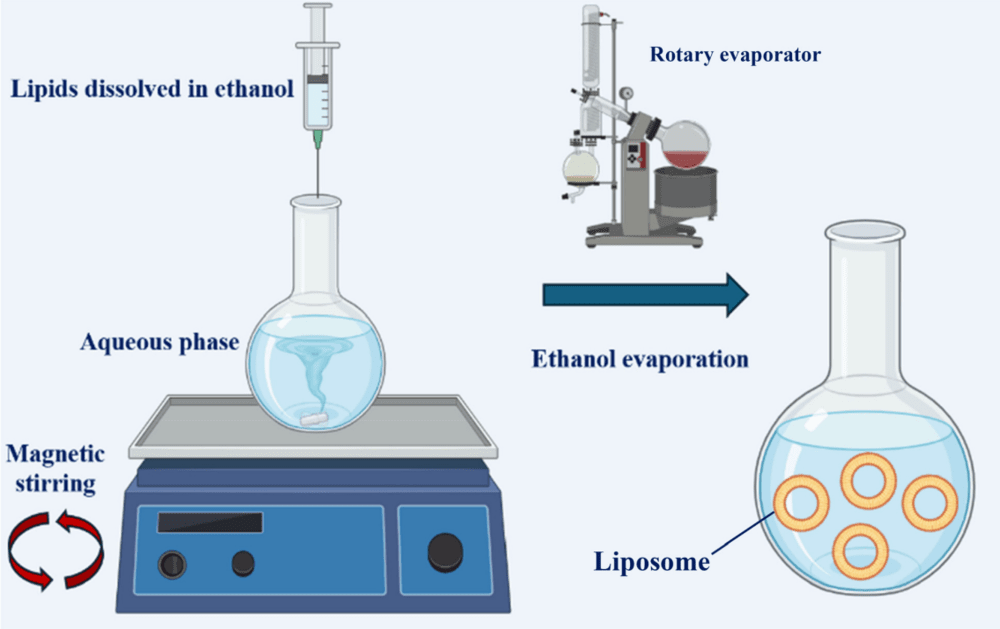Ethanol-based solvent injection liposome preparation. (Creative Biolabs Authorized)