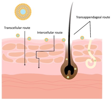 Fig.2 Percutaneous penetration of lipid vesicular carrier. (Creative Biolabs Original)