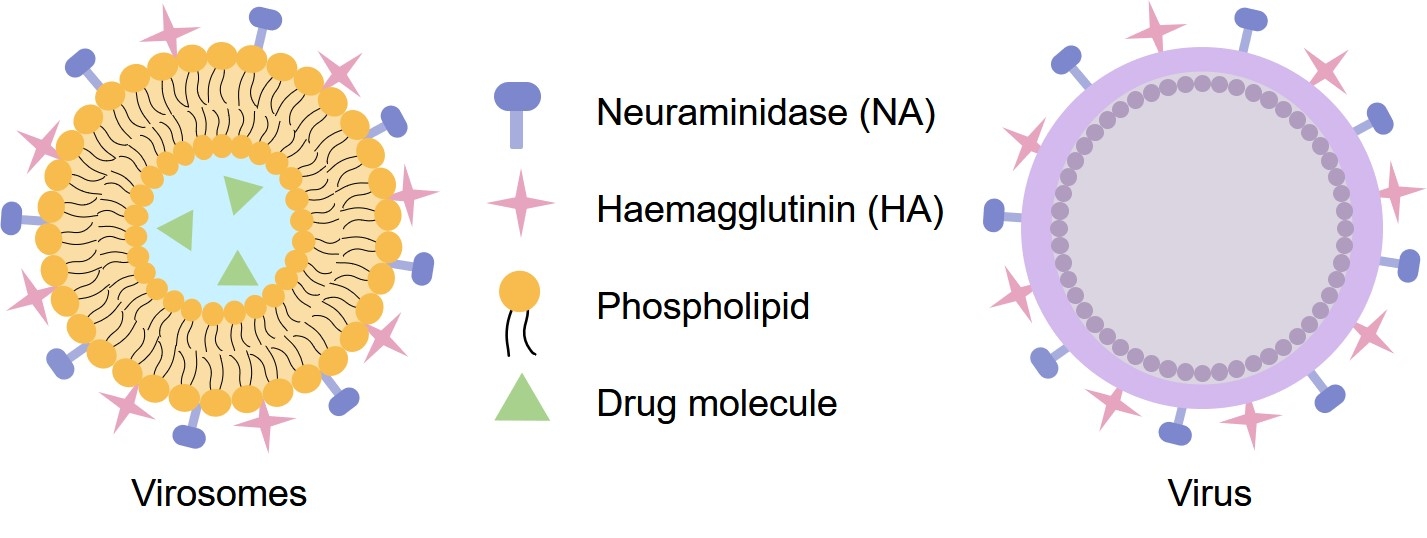 Fig.1 Composition of a virosome derived from virus. (Creative Biolabs Original)