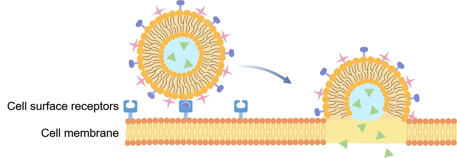 Fig.2 Mechanism of drug delivery to the target cell using virosome technology. (Creative Biolabs Original)