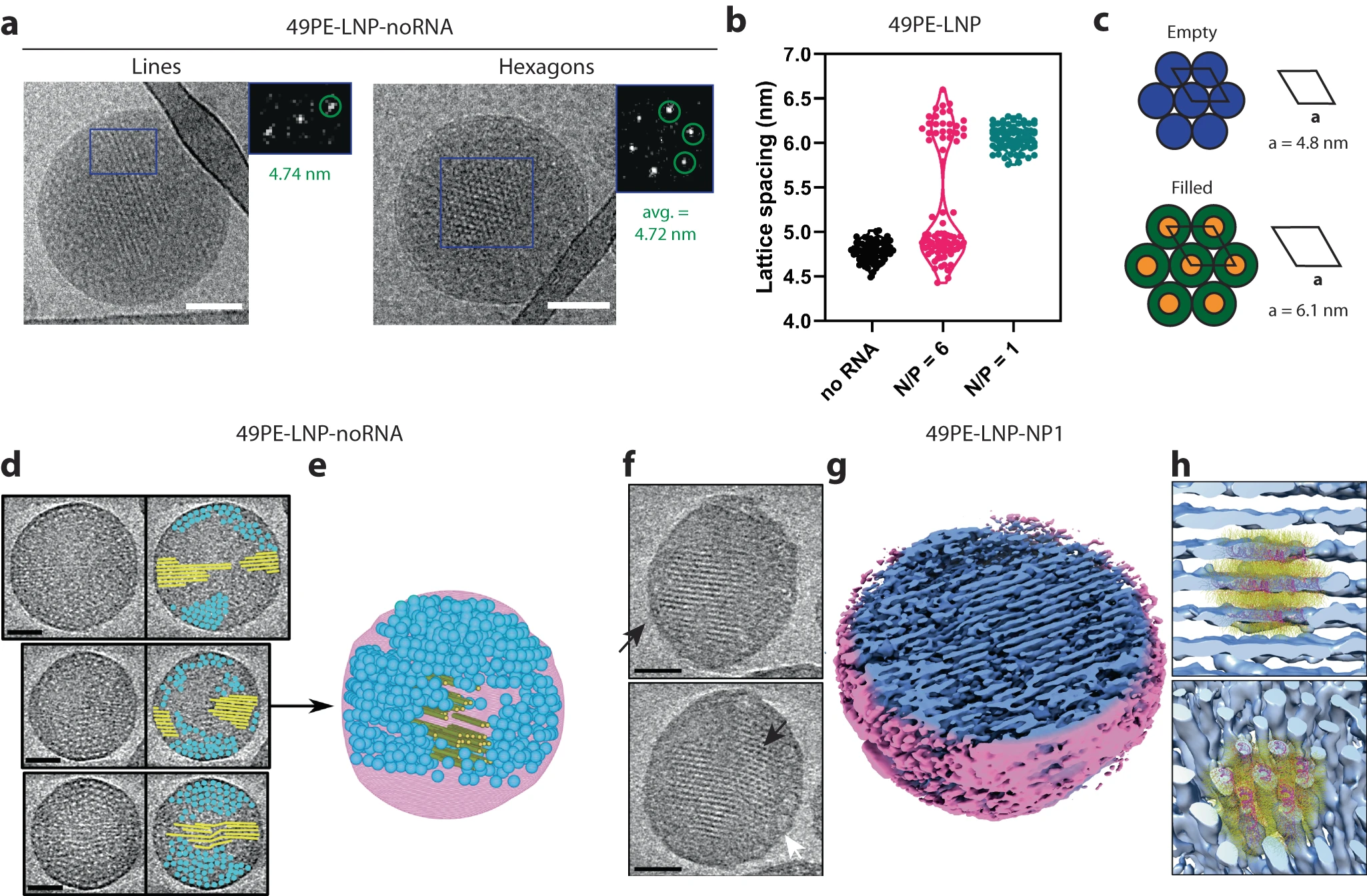 Filled and empty inverse hexagonal structures identification. (Creative Biolabs Authorized)