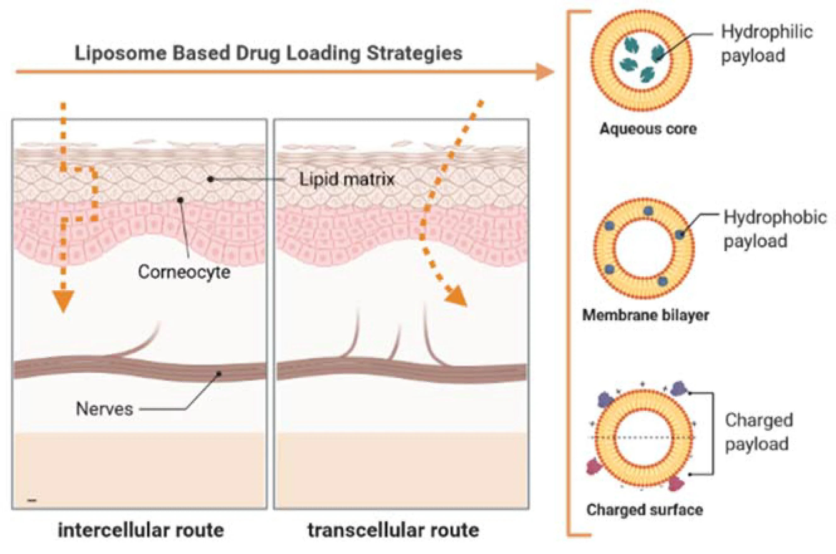 Skin permeation pathways: intercellular, intracellular, and transappendageal. (Creative Biolabs Authorized)
