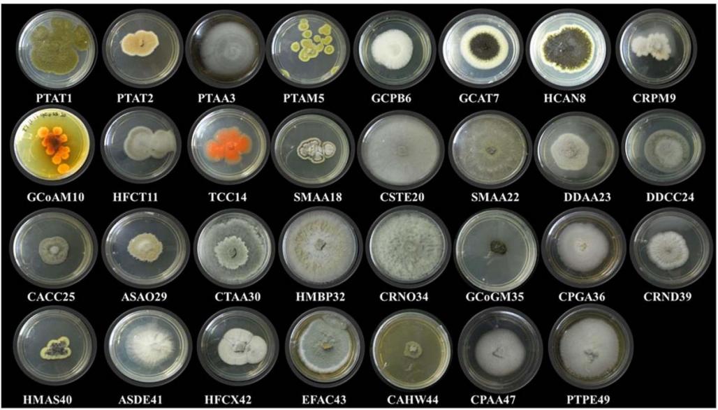 A picture of different endophytic fungi.