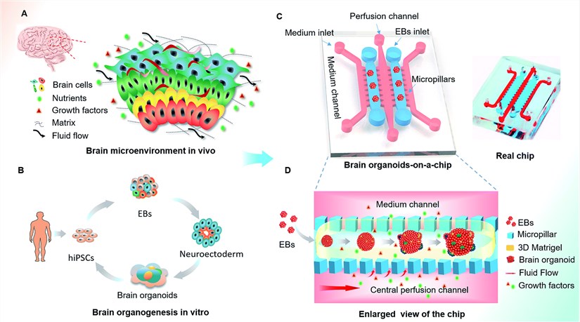 Schematic diagram of the organ-on-a-chip device for 3D culture and differentiation of brain organoids.