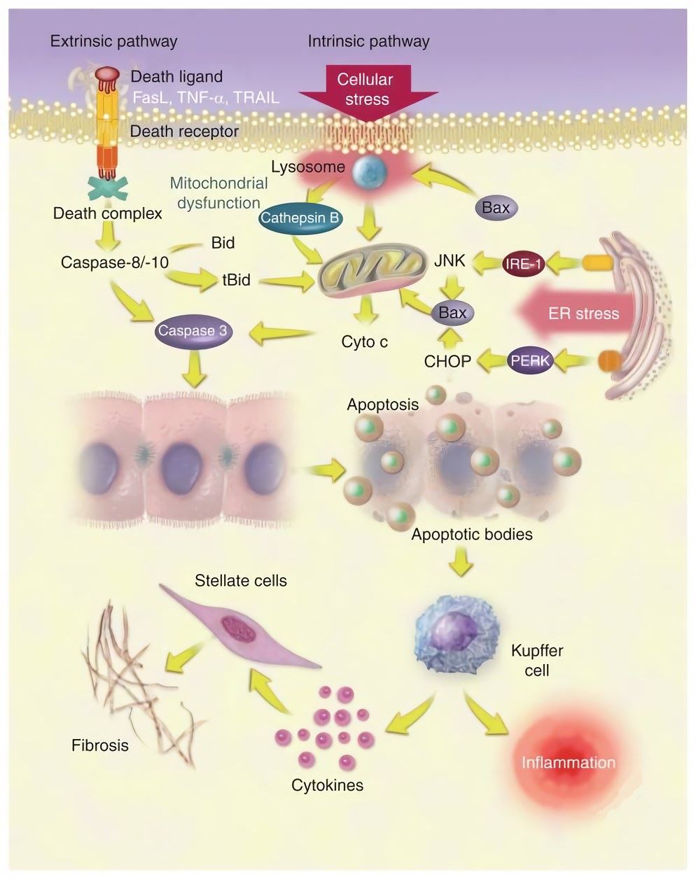Apoptotic pathways in nonalcoholic fatty liver disease.