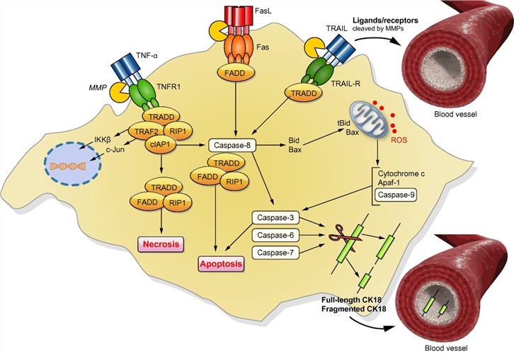 Signaling pathways for death ligands/receptors and CK18.