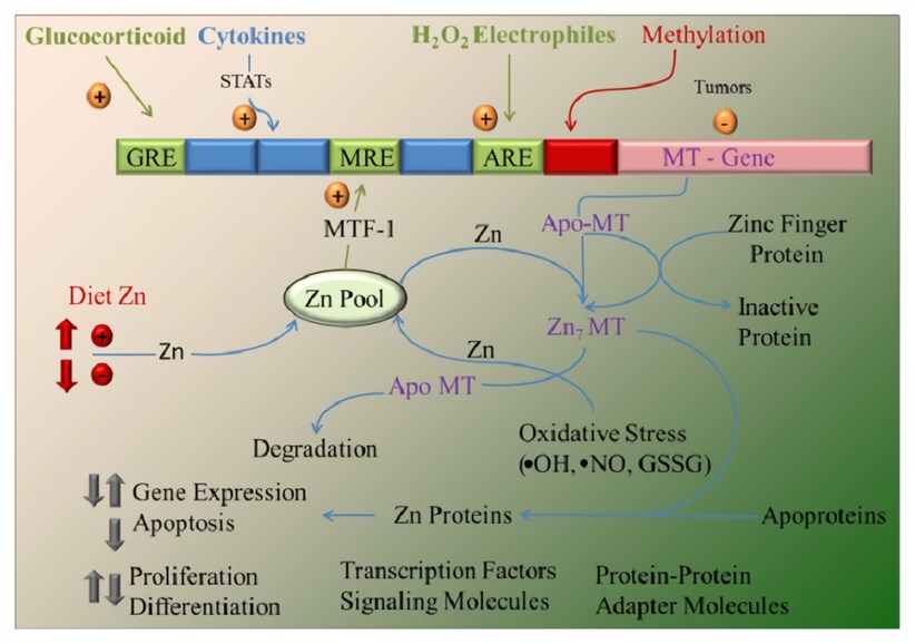 Overview of MT gene regulation and function.