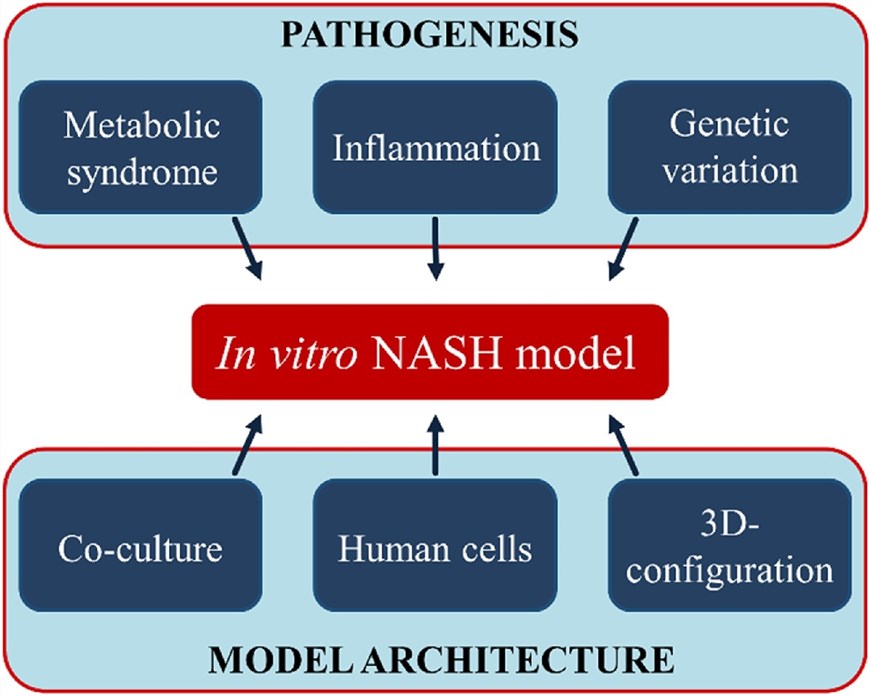 Strategies for in vitro NASH model development.