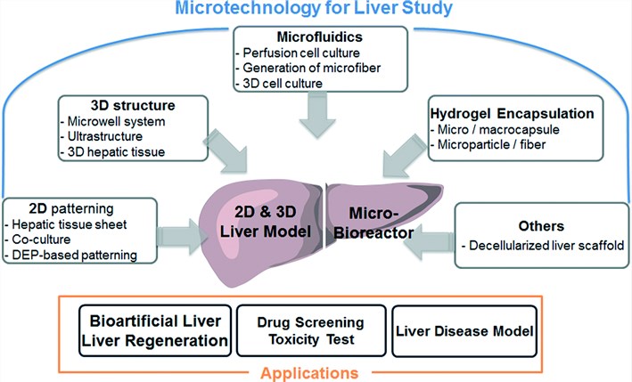 The applications of microtechnology for liver study.