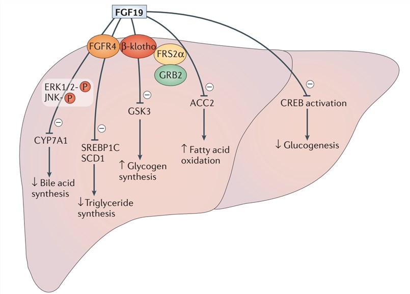 Liver-specific FGF19 metabolic actions.