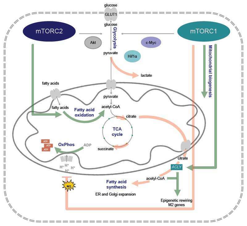 Metabolic control by mTOR.