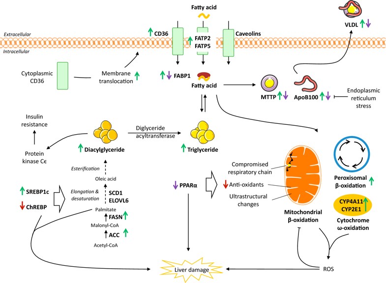 Effects on hepatic lipid metabolism in NAFLD.