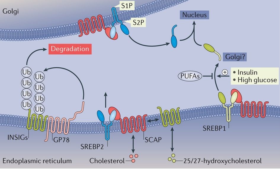 SREBP-regulated lipid metabolism.
