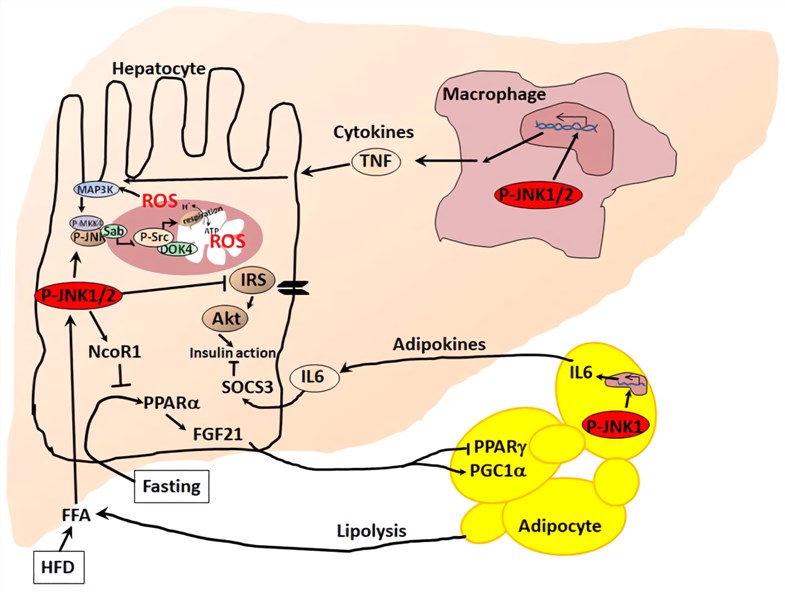 High fat diet induced JNK activation in hepatocytes, Kupffer cells and adipocytes in the development of NAFLD and NASH.
