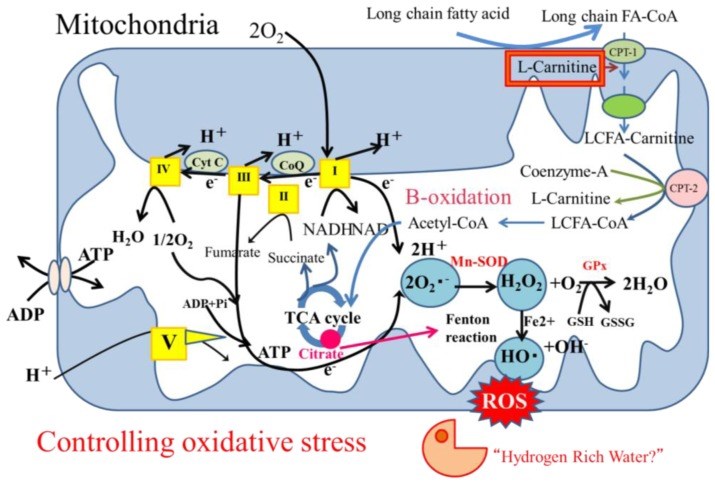 Mitochondria as producers of oxidative stress.