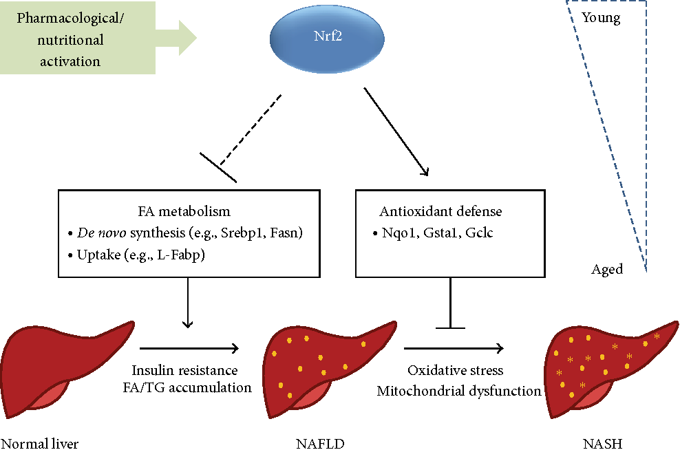 Schematic summary of the proposed protective roles of NRF2 in NAFLD/NASH.