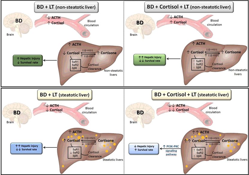 Schematic representation of the effects of cortisol in steatotic and non-steatotic liver transplantation from brain dead donors. 