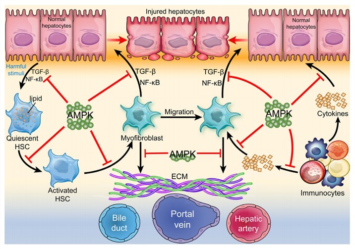 Regulation of AMPK in hepatic fibrogenesis.