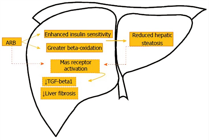  Overview of angiotensin receptor blockers actions on the liver.