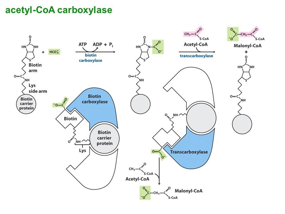 The reaction mechanism of acetyl CoA carboxylase.