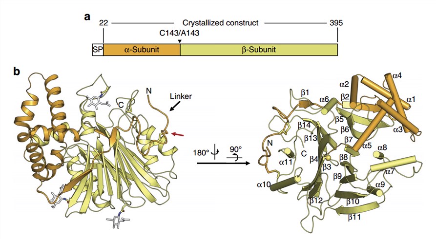 Structural overview of acid ceraminidase.