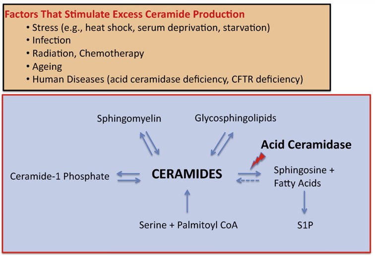 Schematic representation of ceramide metabolism.