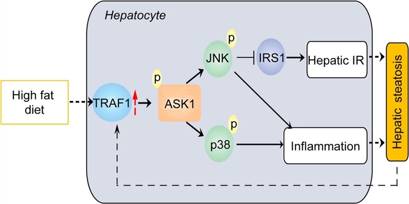 Mechanism of targeting hepatic ASK1 to improve hepatic steatosis.