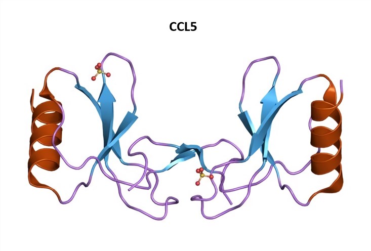 Structure of CCL5.