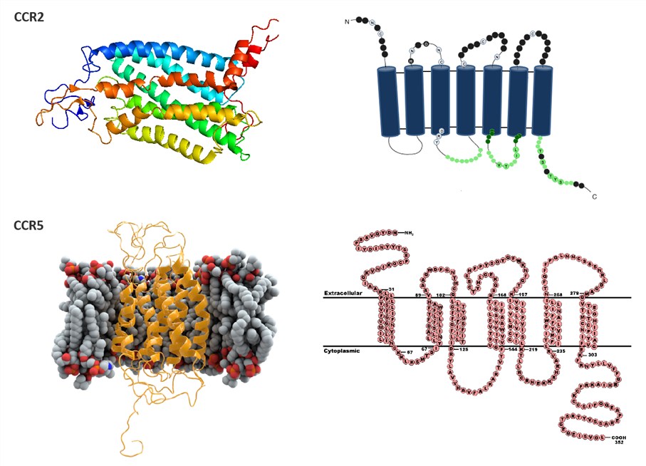 Structures of CCR2 and CCR5.